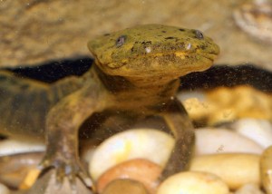 ozark hellbender