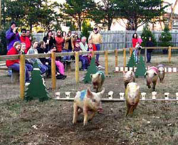 pig_races