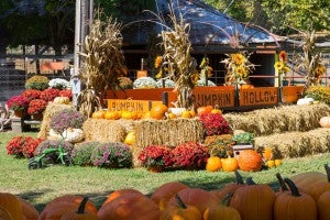 pumpkin hollow display 2015