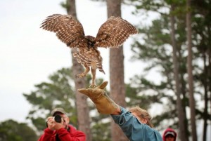 Rodney Paul releases a screech owl during a previous Eagles Et Cetera event. Photo by James Dorsey.