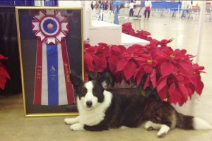 southeast arkansas kennel club4