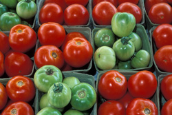 tomatoes