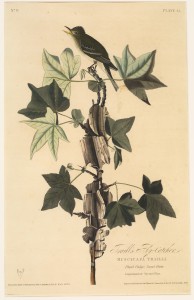 traillsflycatcher