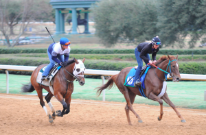 Preparing for the start of the live racing season during an early morning workout session at Oaklawn. Photo by Z. Clift
