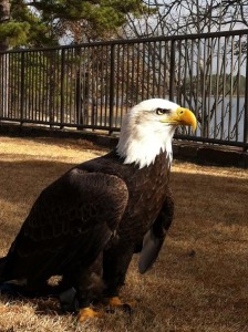walkingeagle